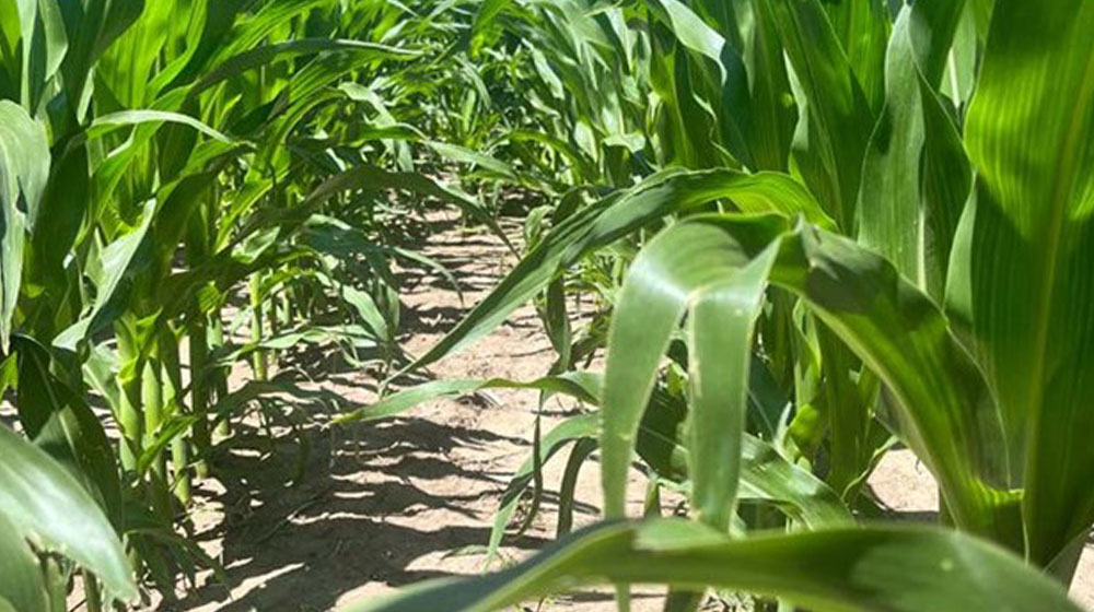 Corn fields in a row