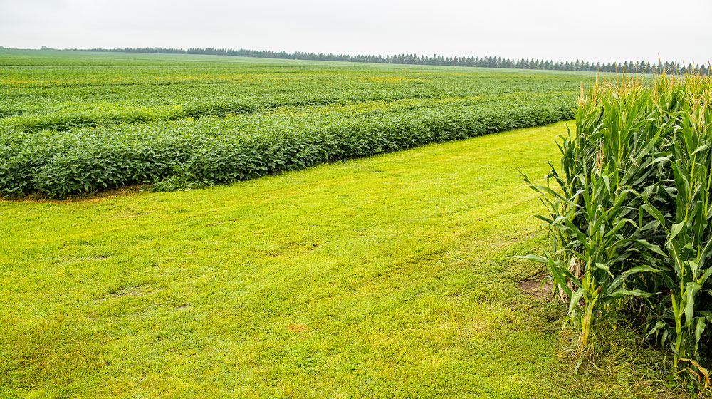 Corn and soybean fields separated by cut grass