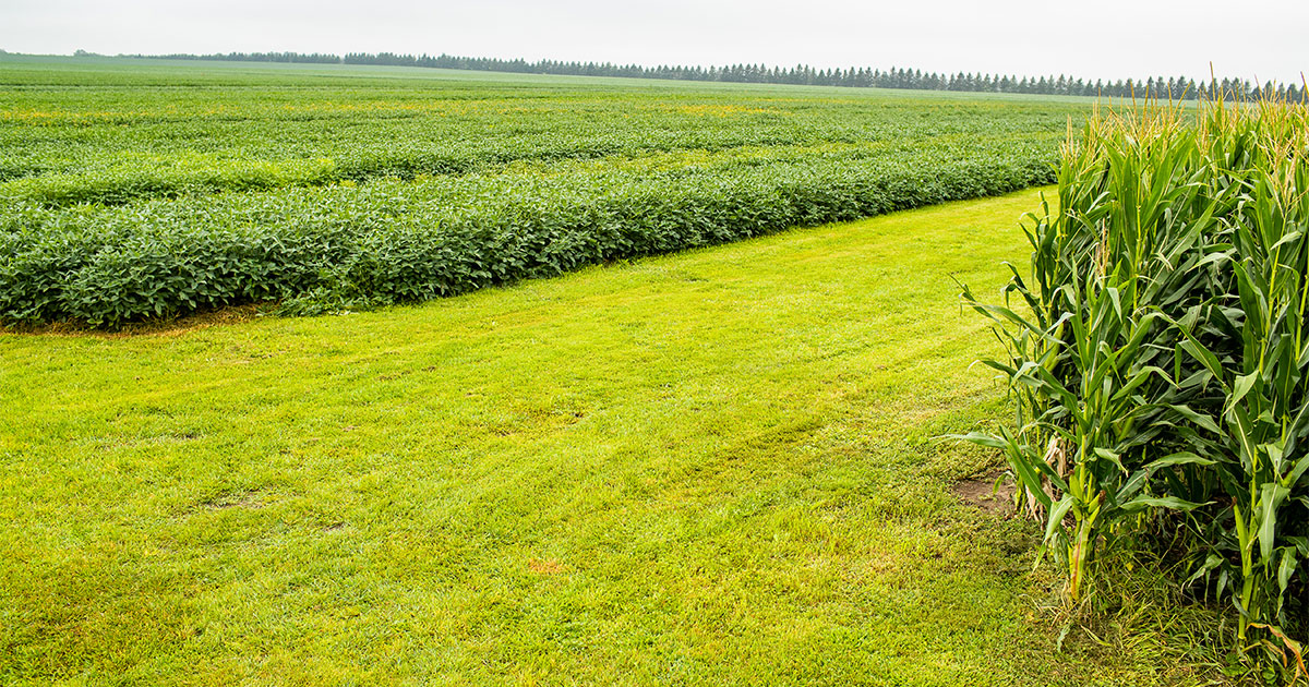 Corn and soybean fields separated by cut grass