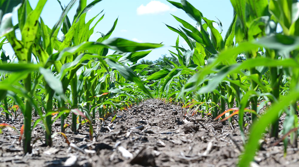 Early corn stalks in a field