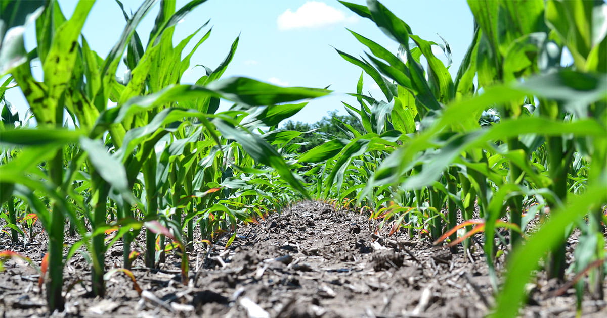 Early corn stalks in a field