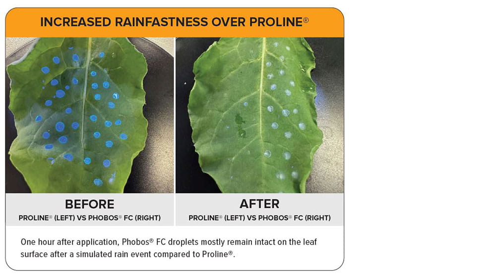 Side-by-side images showing increased rainfastness on leaves after using Proline
