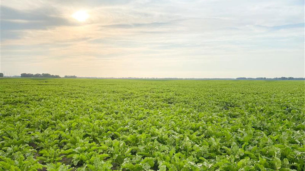 Sugarbeet field