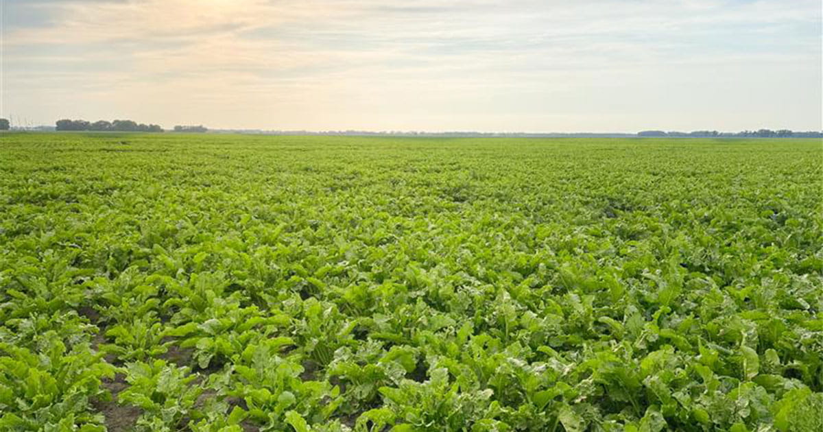 Sugarbeet field