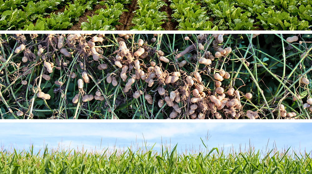 Split image of three crops