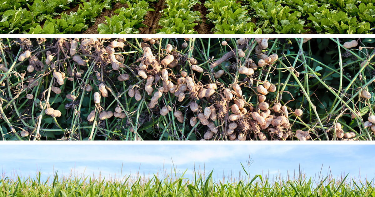 Split image of three crops