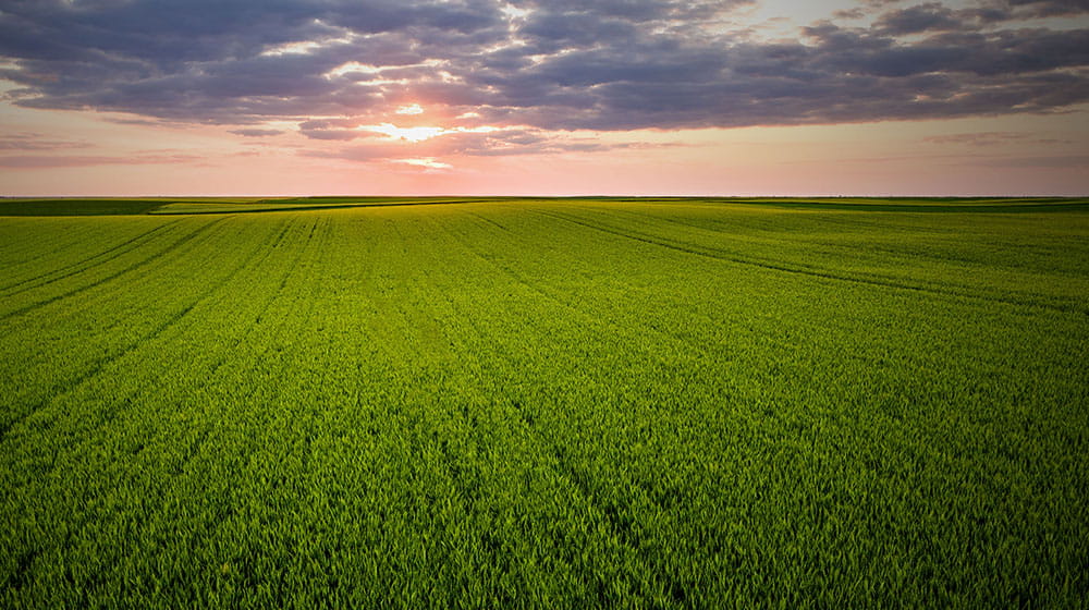 A field with a sunset in the horizon