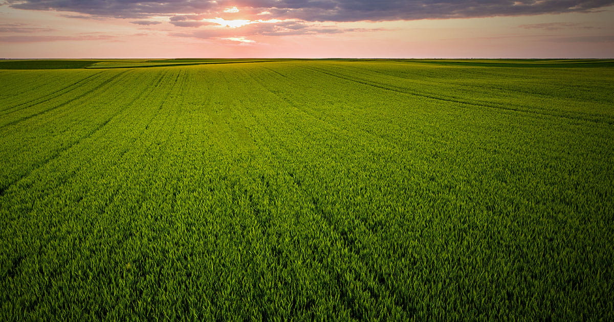 A field with a sunset in the horizon 