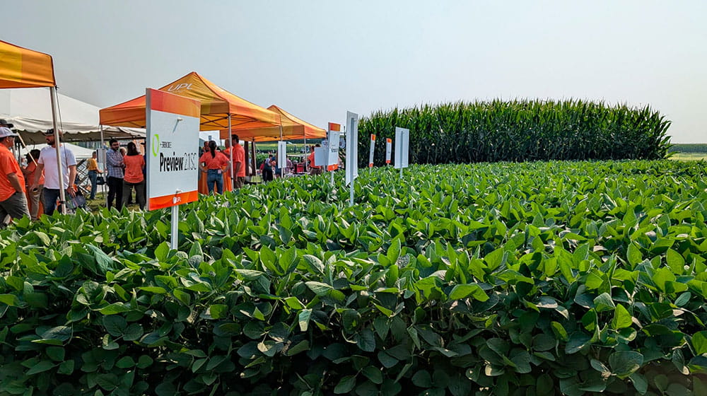 Tents set up for a field day by a soybean field.