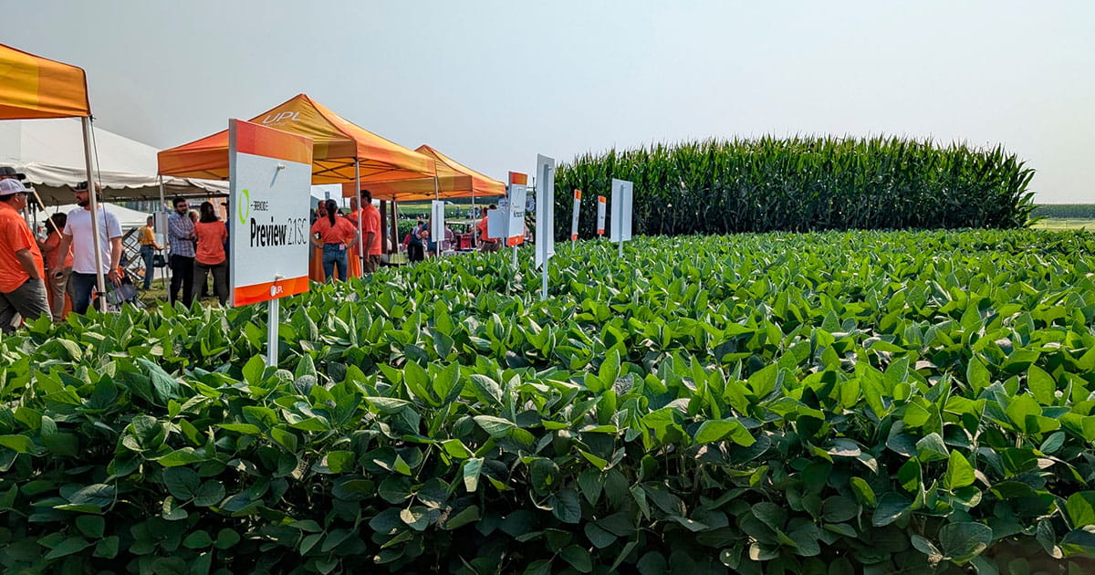 Tents set up for a field day by a soybean field. 