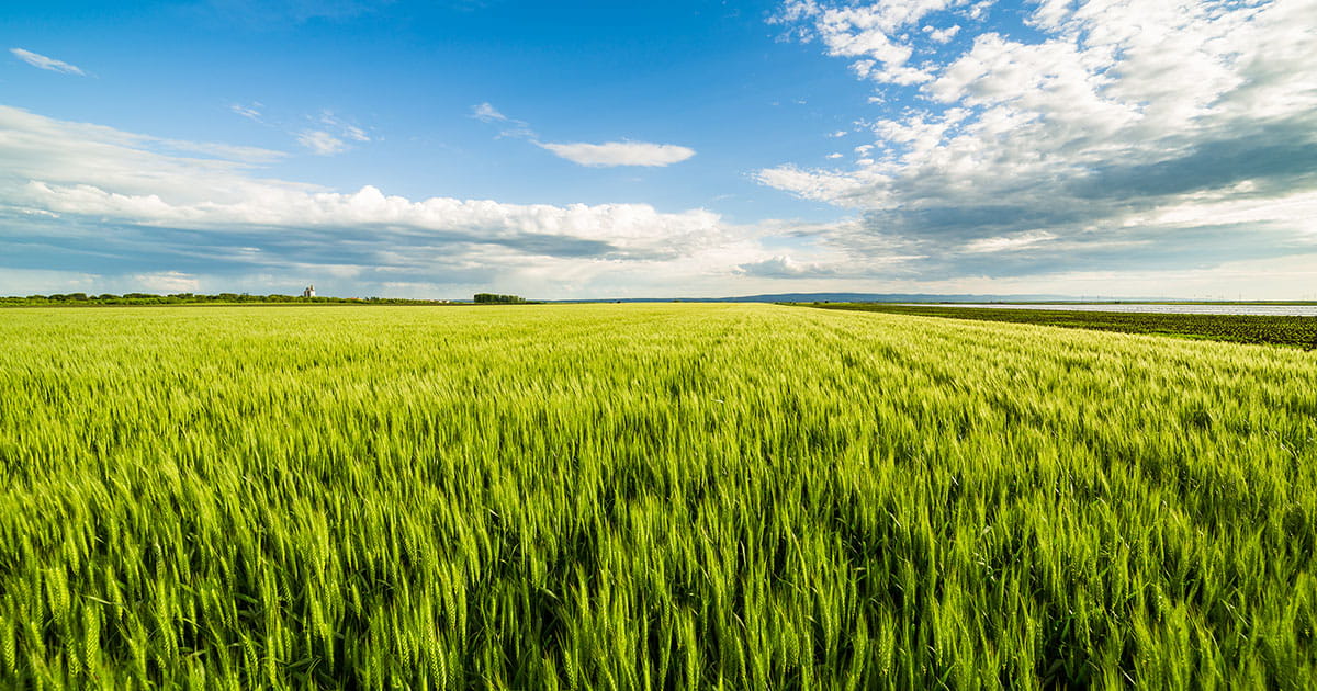 Wheat field
