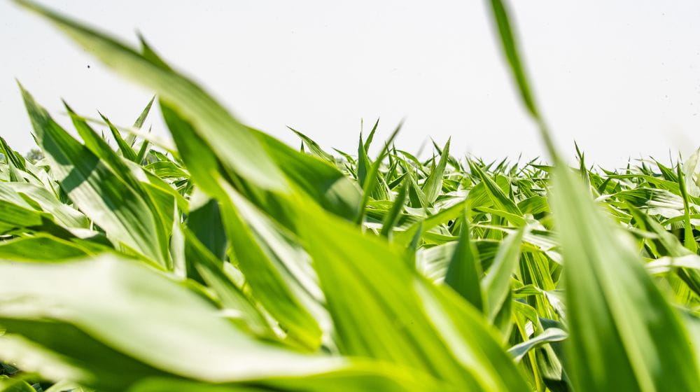 Up-close image of corn