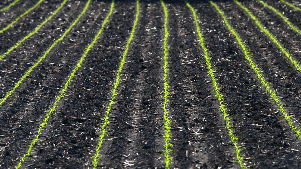 Rows of young crops sprouting
