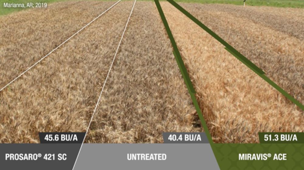 Graphic showing fungicide treatment.