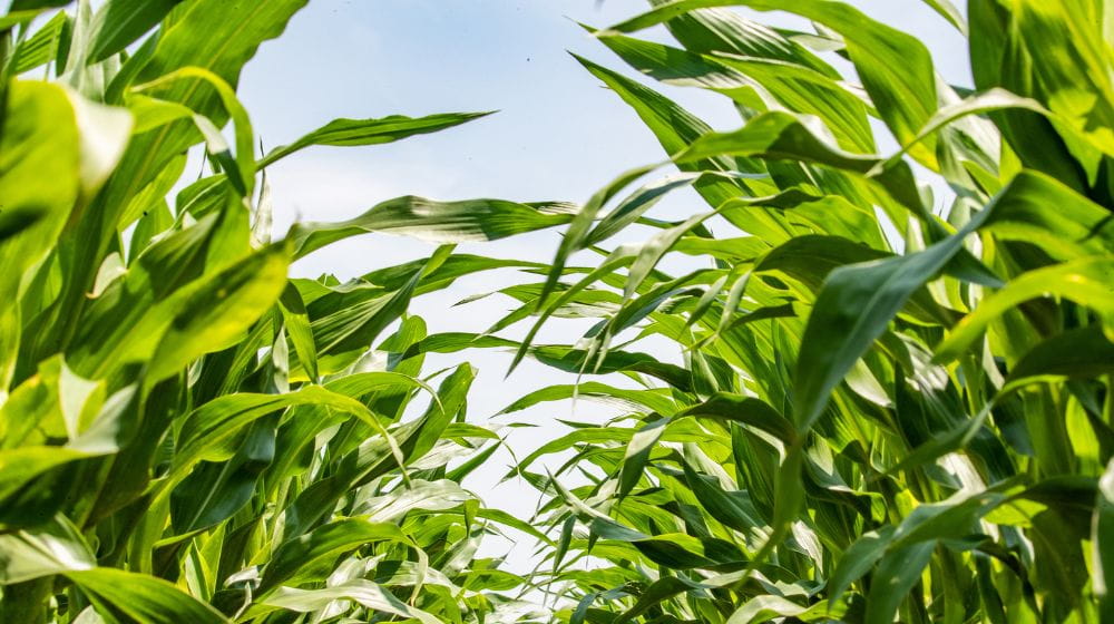 Corn stalks in a field. 