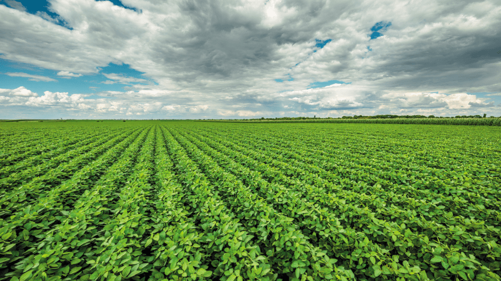 Soybean field under cloudy skies