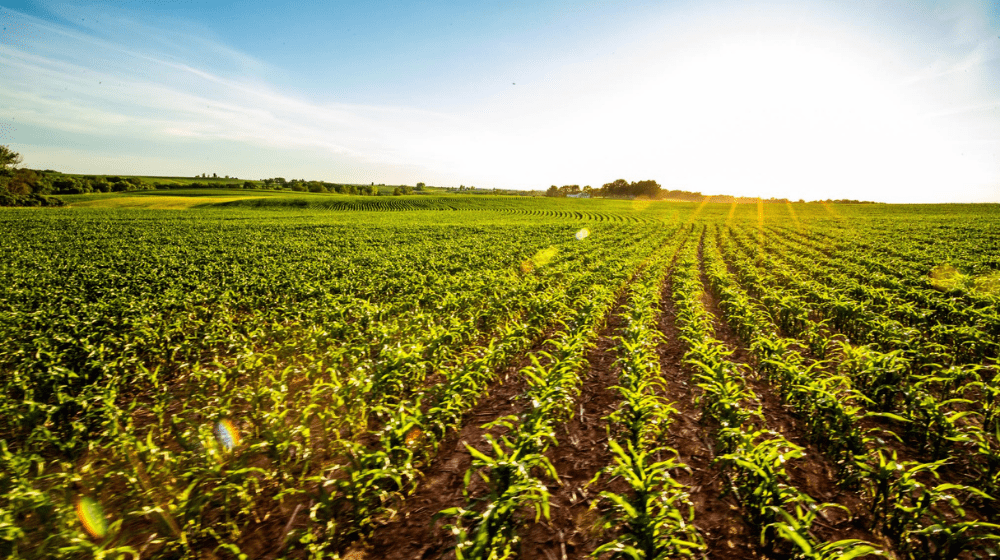 Crop rows in daylight