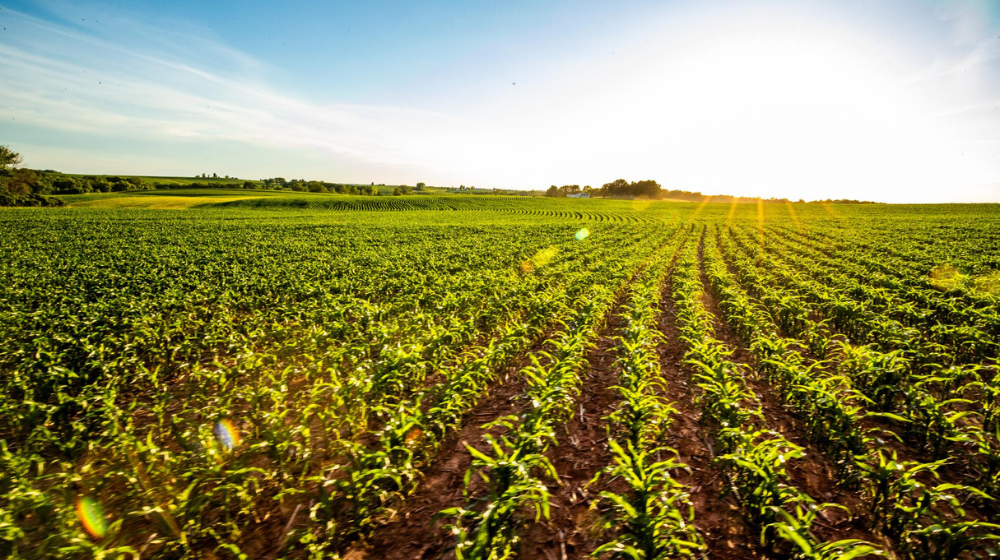 Crop rows in daylight