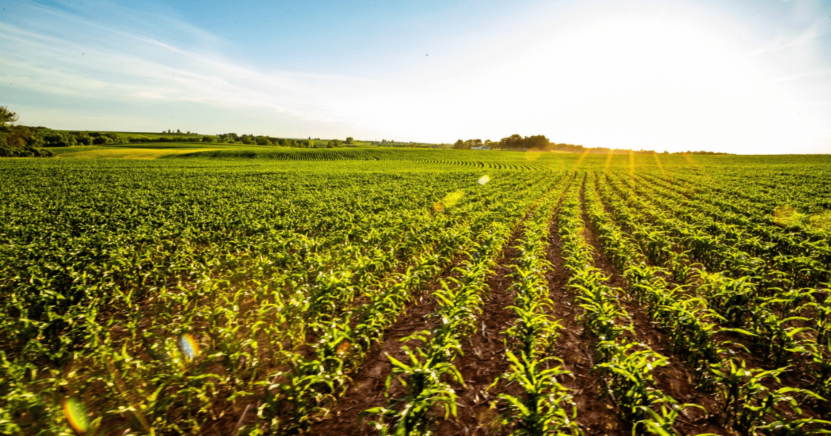 Crop rows in daylight