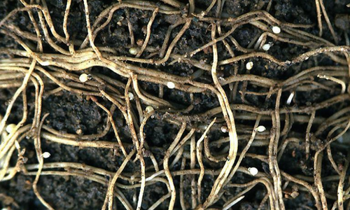 Soybean cyst nematodes