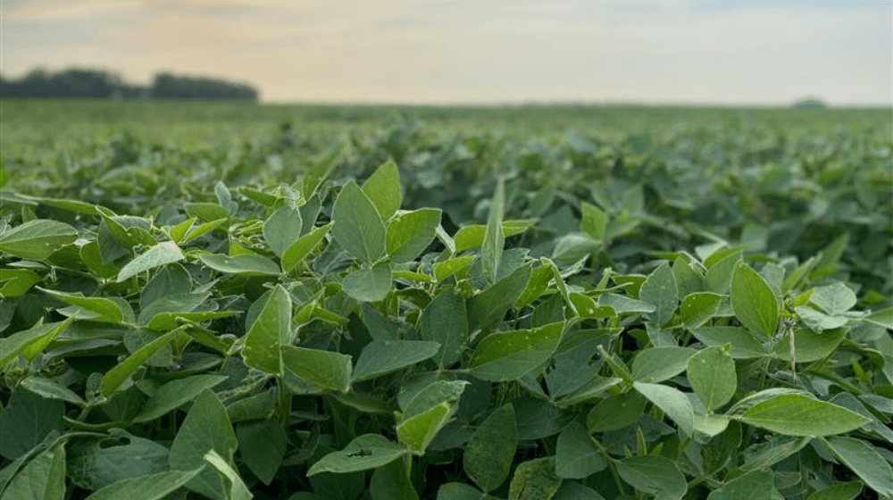 Soybean field