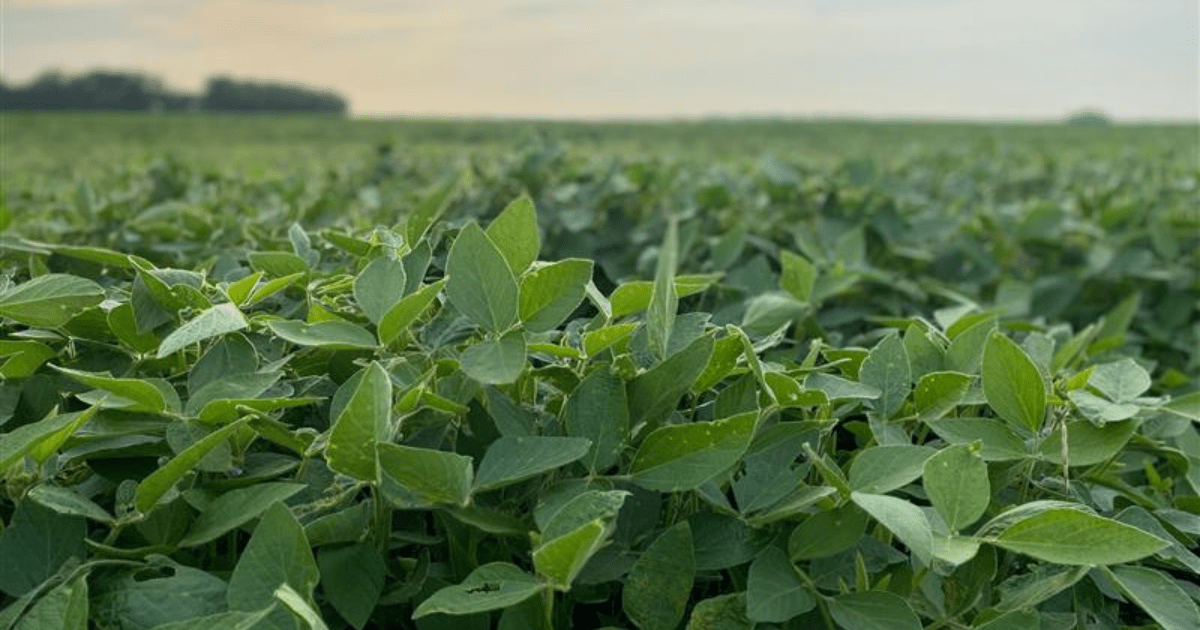 Soybean field