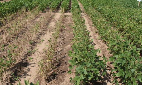 Sudden death syndrome in soybean field