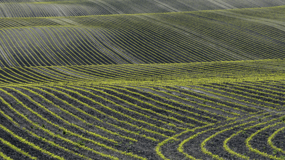 Young corn growing in rolling fields
