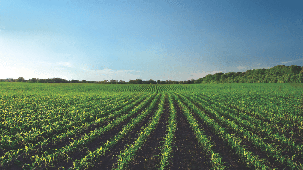Corn field under blue skies