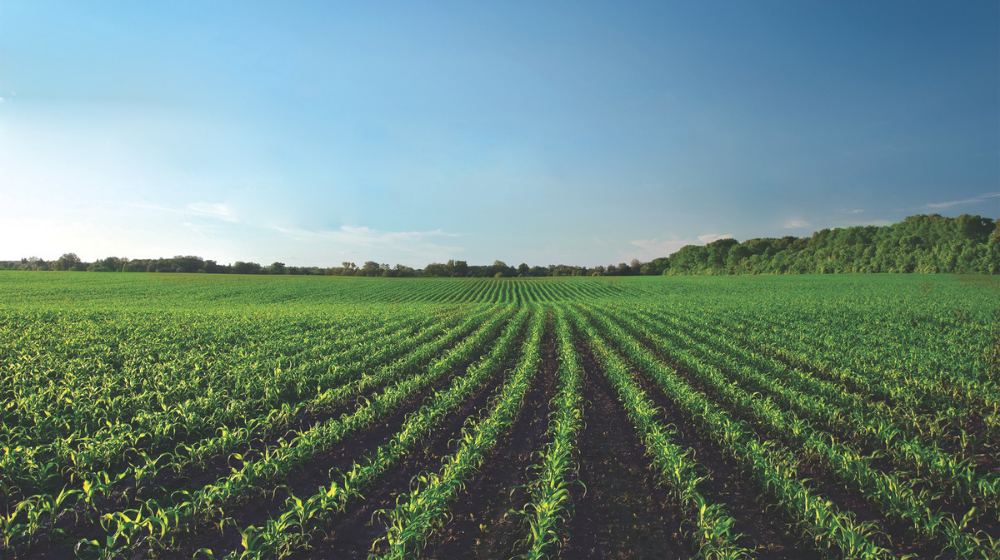 Corn field under blue skies