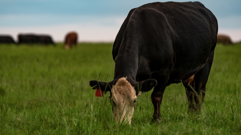 Cow grazing in a field