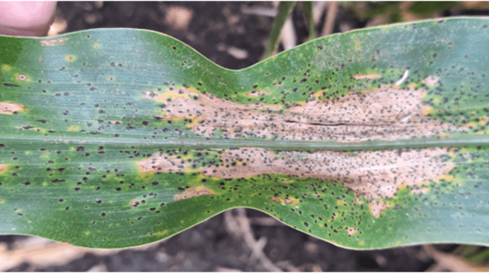 Corn ear leaf infected with tar spot