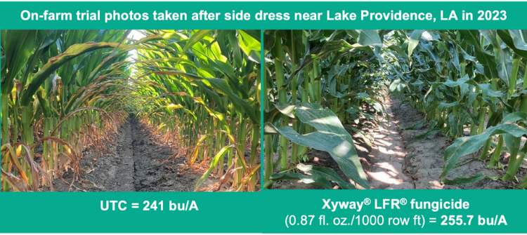 On-farm trial photos taken after side dress near Lake Providence, LA in 2023