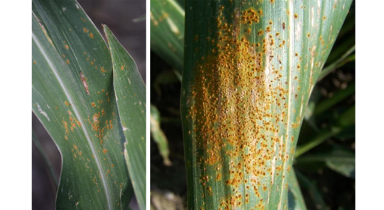 Southern corn rust on leaf