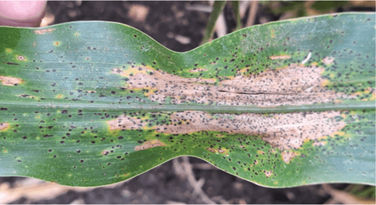 Tar spot infected ear leaf