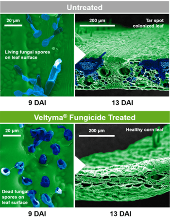 Veltyma treated examples