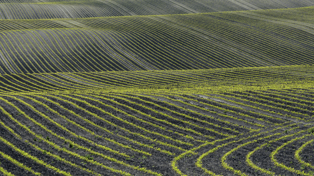 Rows of crops in rolling farmland