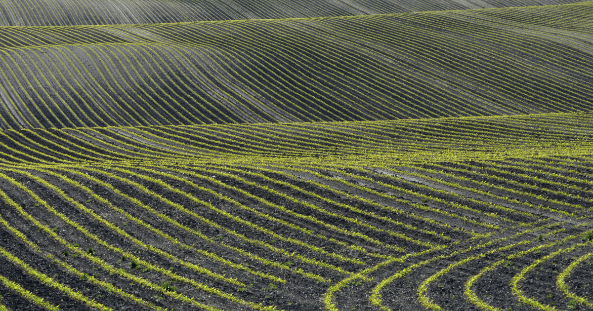 Rows of crops in rolling farmland