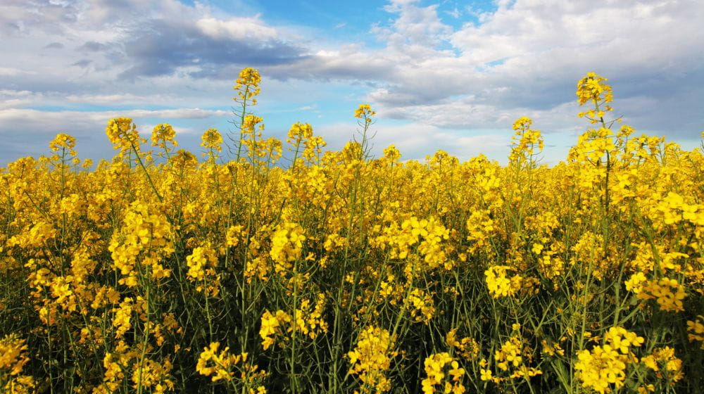 Canola field