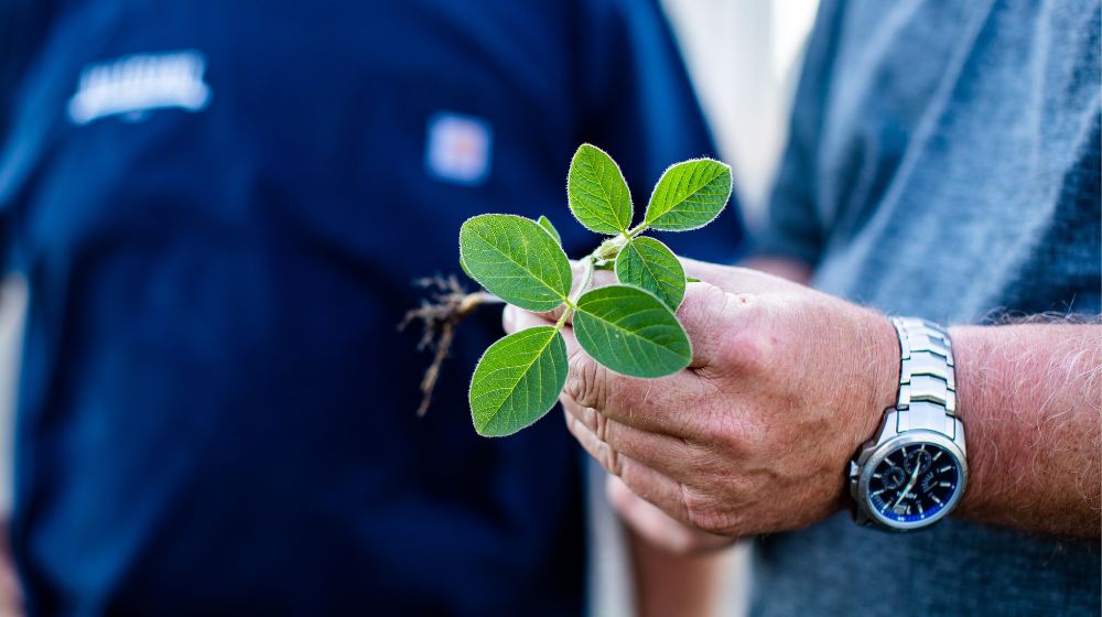 A hand holding a soybean plant