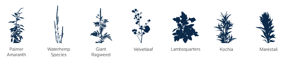 Image of crops