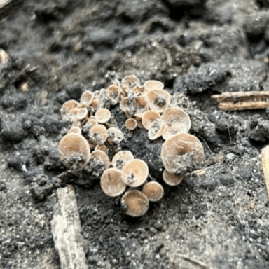 Mushrooms growing in dirt