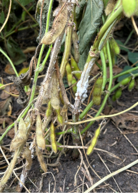 Mycelium on a soybean stem