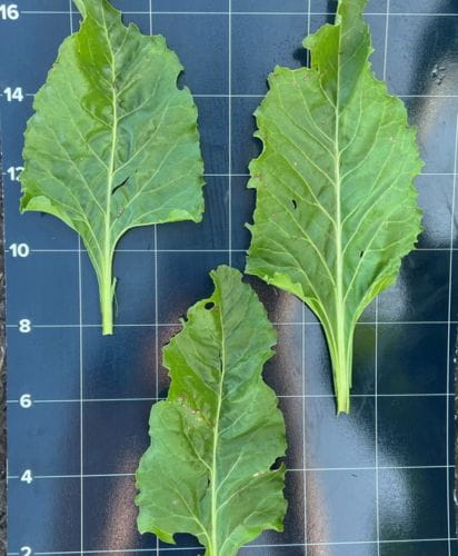 Phobos FC sugarbeet leaf