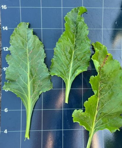 Proline sugar beet leaf
