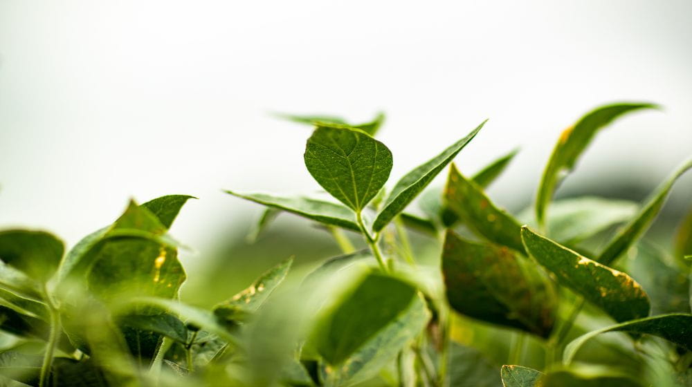 Up-close image of a soybean plant. 