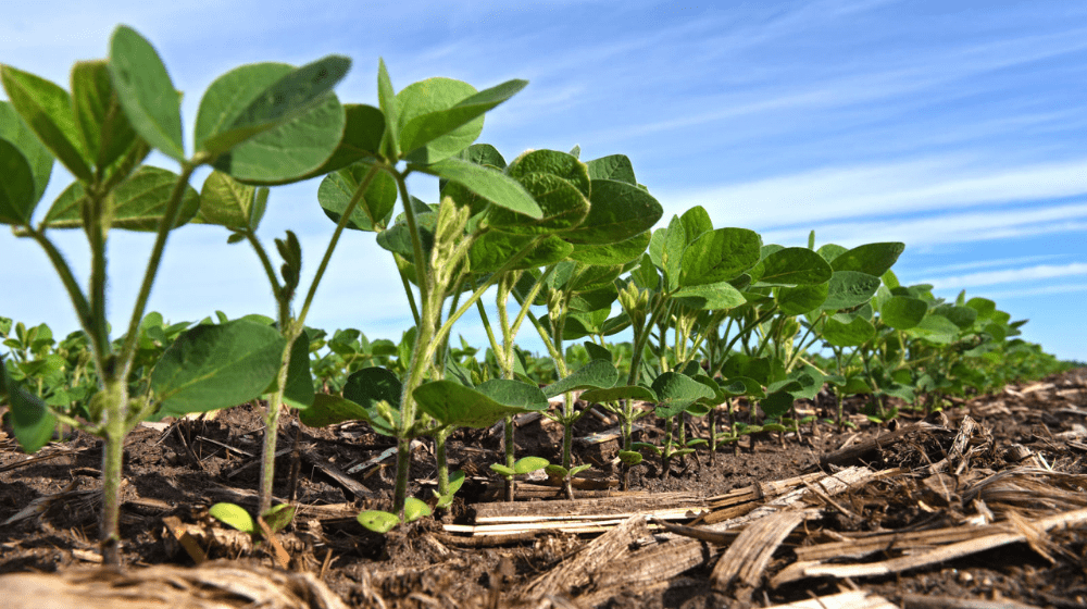 Young soybean plants in a field
