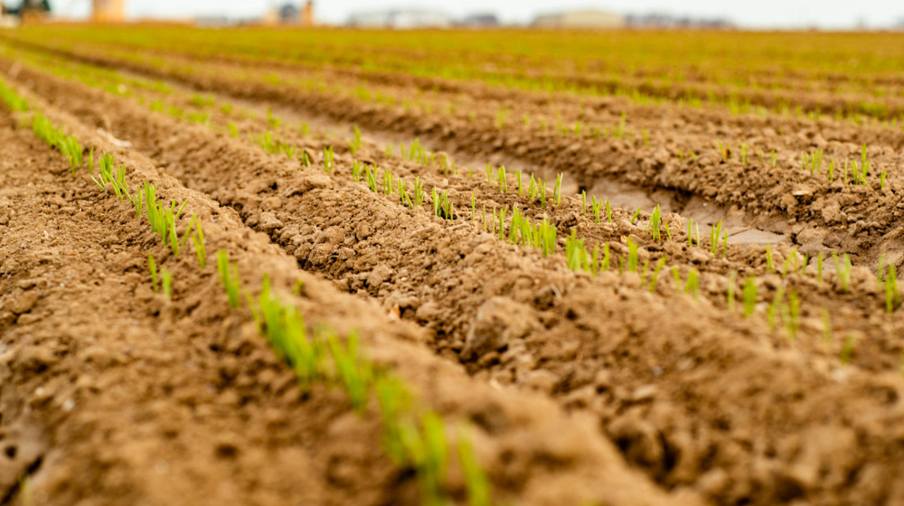 Crops sprouting in a field