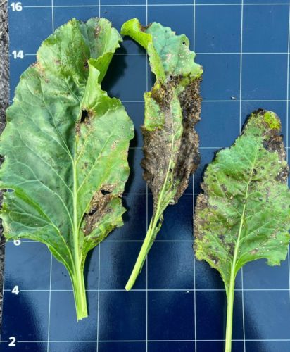 Untreated sugar beet leaf