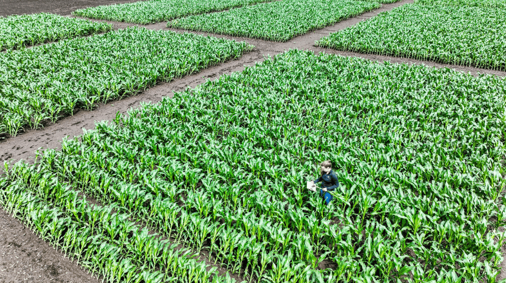 Woman standing in a crop field with a clipboard